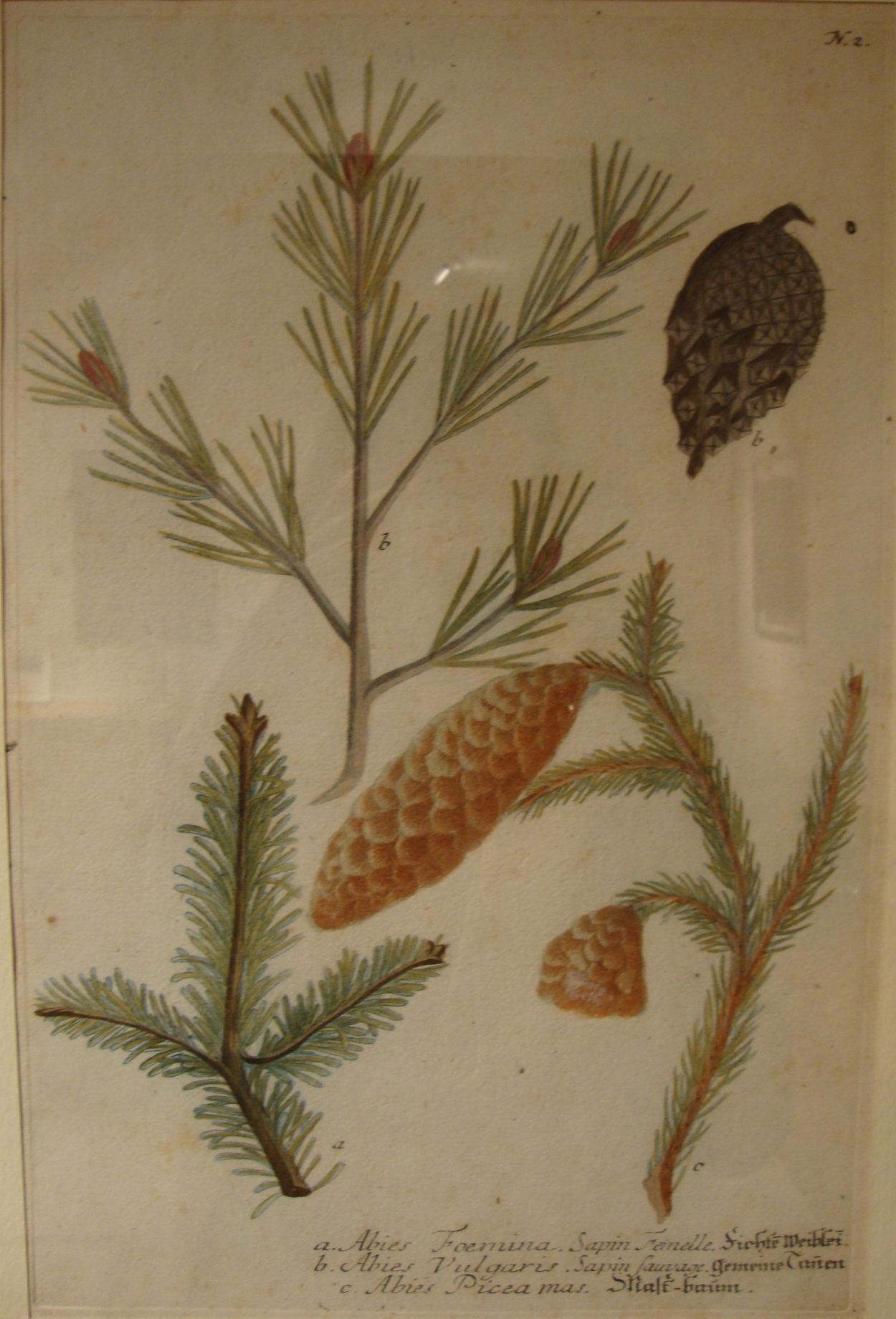 Image de l'oeuvre Abies Foemina. Sapin Femelle